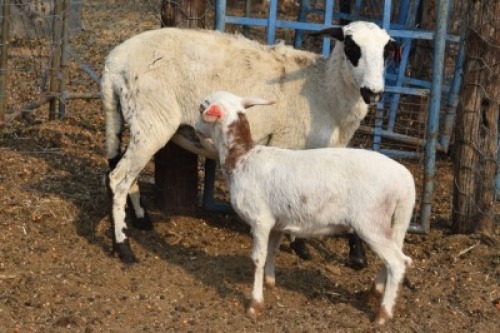 WITHDRAW - 1+1X MEATMASTER EWE BEZ'T MEATMASTERS