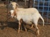 WITHDRAW - 2X MEATMASTER EWE BEZ'T MEATMASTERS (Pay per piece to take the lot)