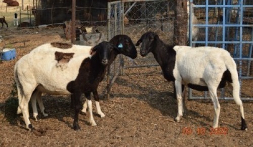 3X MEATMASTER COMMERCIAL EWE BEZ'T MEATMASTERS (Pay per piece to take the lot)