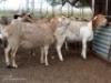 2X MEATMASTER EWE JACOB'S SHARE (Pay per piece to take the lot)