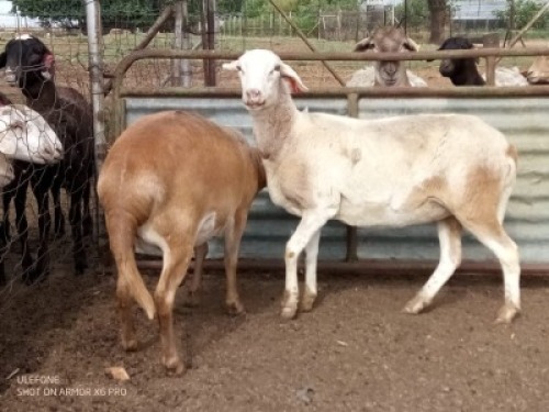 1X MEATMASTER EWE JACOB'S SHARE 