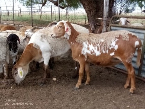 1X MEATMASTER EWE JACOB'S SHARE 