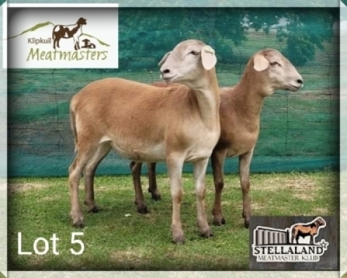 2X MEATMASTER EWE KLIPKUIL MEATMASTERS (Pay per piece to take the lot)