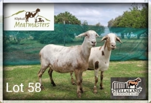 2X MEATMASTER EWE KLIPKUIL MEATMASTERS (Pay per piece to take the lot)