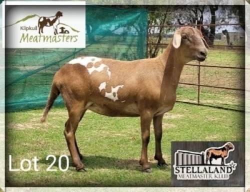 1X MEATMASTER EWE KLIPKUIL MEATMASTERS