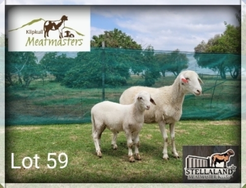 1+1X MEATMASTER COMMERCIAL EWE KLIPKUIL MEATMASTERS