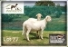2X MEATMASTER (1) COMMERCIAL EWE KLIPKUIL MEATMASTERS (Pay per piece to take the lot)