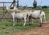 2+2X MEATMASTER (1) COMMERCIAL EWE OLIVEBRANCH MEATMASTERS (Pay per piece to take the lot)