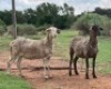 1X MEATMASTER COMMERCIAL EWE OLIVEBRANCH MEATMASTERS