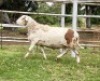 1X MEATMASTER RAM OLIVEBRANCH MEATMASTERS