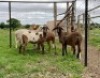 4X MEATMASTER EWE OLIVEBRANCH MEATMASTERS (Pay per piece to take the lot)