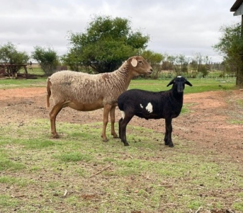 1+1X MEATMASTER COMMERCIAL EWE OLIVEBRANCH MEATMASTERS