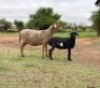 1+1X MEATMASTER COMMERCIAL EWE OLIVEBRANCH MEATMASTERS