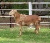 1X MEATMASTER RAM OLIVEBRANCH MEATMASTERS