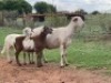 1+2X MEATMASTER EWE OLIVEBRANCH MEATMASTERS