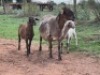 1+2X MEATMASTER EWE OLIVEBRANCH MEATMASTERS