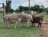 3+2X MEATMASTER (2) COMMERCIAL EWE OLIVEBRANCH MEATMASTERS (Pay per piece to take the lot)