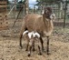 1+1X MEATMASTER EWE OLIVEBRANCH MEATMASTERS
