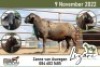 1X MEATMASTER RAM LIZARI MEATMASTERS - 2