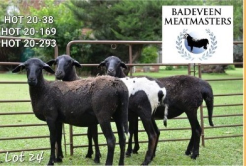 3X MEATMASTER (1) COMMERCIAL EWE BADEVEEN TRUST (Pay per piece to take the lot)