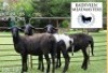 3X MEATMASTER (1) COMMERCIAL EWE BADEVEEN TRUST (Pay per piece to take the lot)