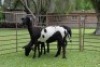 3X MEATMASTER (1) COMMERCIAL EWE BADEVEEN TRUST (Pay per piece to take the lot) - 2