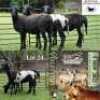 3X MEATMASTER (1) COMMERCIAL EWE BADEVEEN TRUST (Pay per piece to take the lot) - 3