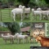 4X MEATMASTER (2) COMMERCIALEWE BADEVEEN TRUST (Pay per piece to take the lot) - 2