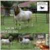 1X MEATMASTER RAM BADEVEEN TRUST - 2