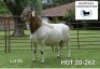 1X MEATMASTER RAM BADEVEEN TRUST - 3