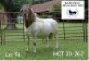 1X MEATMASTER RAM BADEVEEN TRUST
