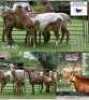 4X MEATMASTER (1) COMMERCIAL EWE BADEVEEN TRUST (Pay per piece to take the lot) - 3