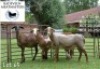 4X MEATMASTER (1) COMMERCIAL EWE BADEVEEN TRUST (Pay per piece to take the lot) - 2
