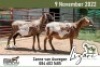 2X MEATMASTER COMMERCIAL EWE LIZARI MEATMASTERS (Pay per piece to take the lot)