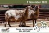 2X MEATMASTER COMMERCIAL EWE LIZARI MEATMASTERS (Pay per piece to take the lot) - 2