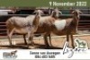 3X MEATMASTER EWE LIZARI MEATMASTERS (Pay per piece to take the lot)