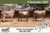 3X MEATMASTER EWE LIZARI MEATMASTERS (Pay per piece to take the lot) - 2