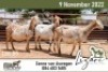 3X MEATMASTER EWE LIZARI MEATMASTERS (Pay per piece to take the lot) - 2