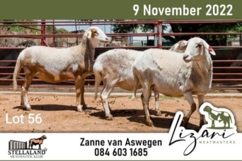 3X MEATMASTER (2) COMMERCIAL EWE LIZARI MEATMASTERS (Pay per piece to take the lot)