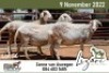 3X MEATMASTER (2) COMMERCIAL EWE LIZARI MEATMASTERS (Pay per piece to take the lot) - 2