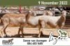 3X MEATMASTER EWE LIZARI MEATMASTERS (Pay per piece to take the lot) - 2