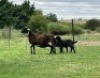 WITHDRAW - 1+2X MEATMASTER EWE OLIVEBRANCH MEATMASTERS