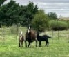 WITHDRAW - 1+2X MEATMASTER EWE OLIVEBRANCH MEATMASTERS - 2