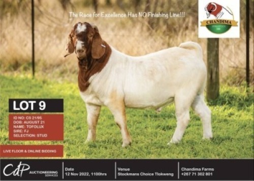1 x BOER GOAT STUD BUCK CHANDIMA