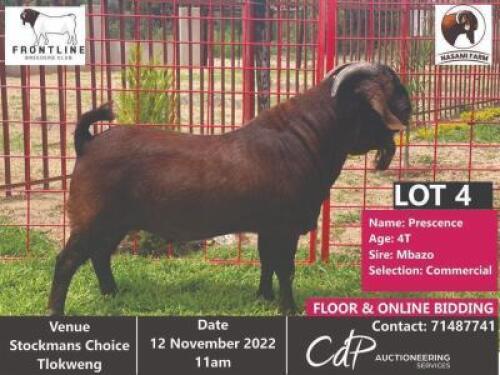 1 x KALAHARI RED COMMERCIAL BUCK NASAMI