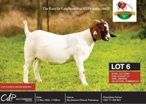 1 x BOER GOAT COMMERCIAL EWE CHANDIMA