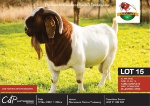 1 x BOER GOAT STUD BUCK CHANDIMA