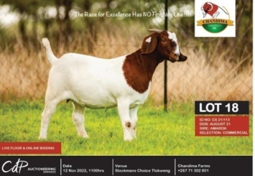 1 x BOER GOAT COMMERCIAL EWE CHANDIMA