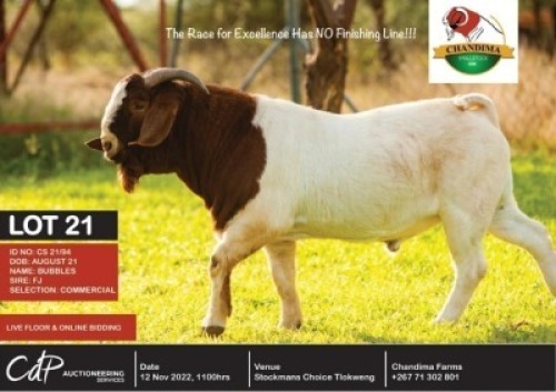 1 x BOER GOAT COMMERCIAL BUCK CHANDIMA