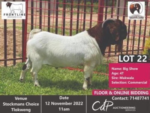 1 x BOER GOAT COMMERCIAL BUCK NASAMI